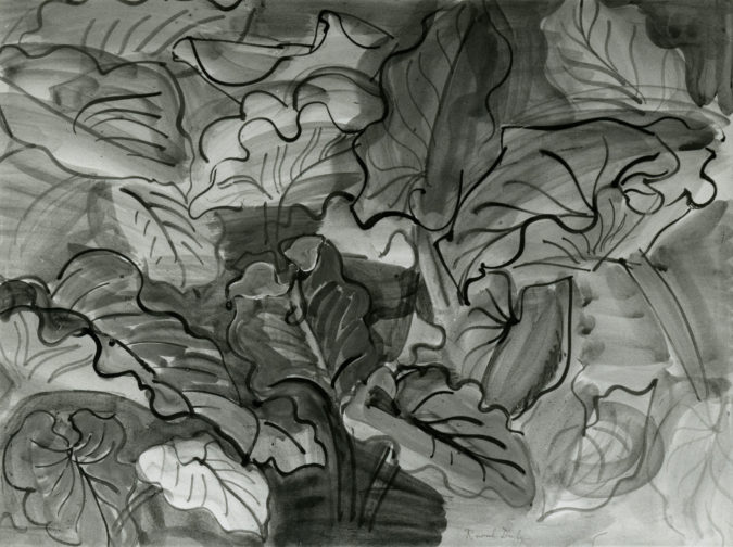 Feuilles D'arums