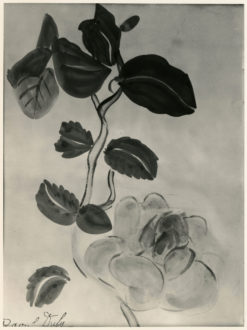 Gardénia